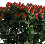 Load image into Gallery viewer, HYPERICUM RED - bloombybunches