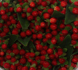 Load image into Gallery viewer, HYPERICUM RED - bloombybunches