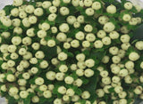 Load image into Gallery viewer, HYPERICUM WHITE - bloombybunches