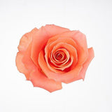 Load image into Gallery viewer, ROSE AMESTERDAM PEACH 50CM - bloombybunches