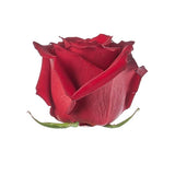 Load image into Gallery viewer, ROSE EXPLORER RED 50CM - bloombybunches