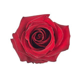 Load image into Gallery viewer, ROSE EXPLORER RED 50CM - bloombybunches