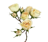 Load image into Gallery viewer, SPRAY ROSE BALI - bloombybunches