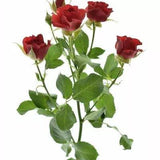 Load image into Gallery viewer, SPRAY ROSE FIREKING - bloombybunches